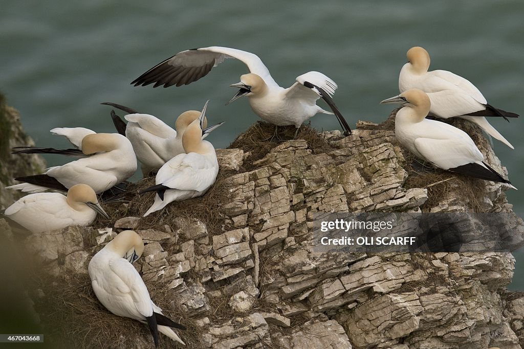 BRITAIN-WILDLIFE-SEABIRDS