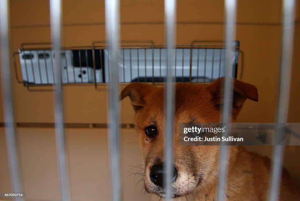 Rescued Dogs From a South Korean Meat Farm Brought to San Francisco for Adoptions