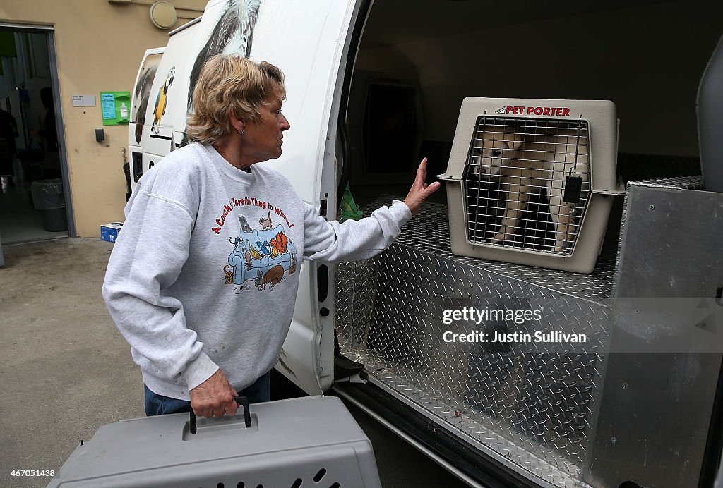 Rescued Dogs From a South Korean Meat Farm Brought to San Francisco for Adoptions