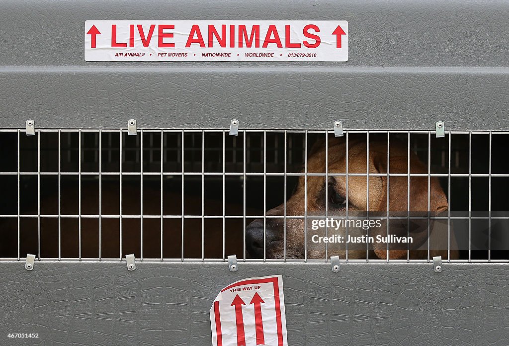 Rescued Dogs From a South Korean Meat Farm Brought to San Francisco for Adoptions