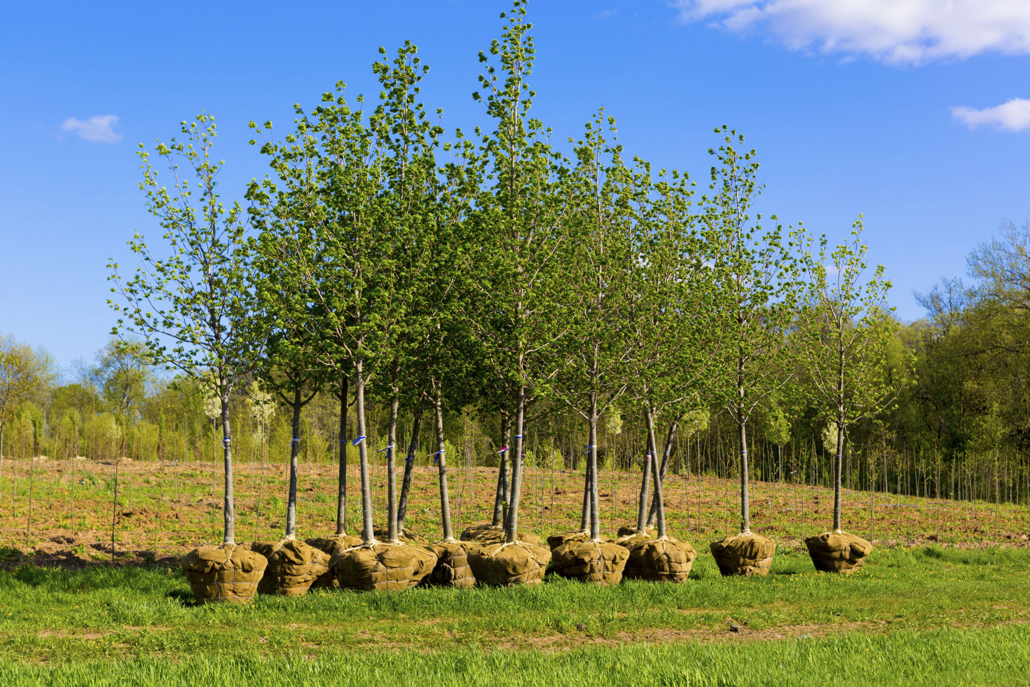 tree planting site