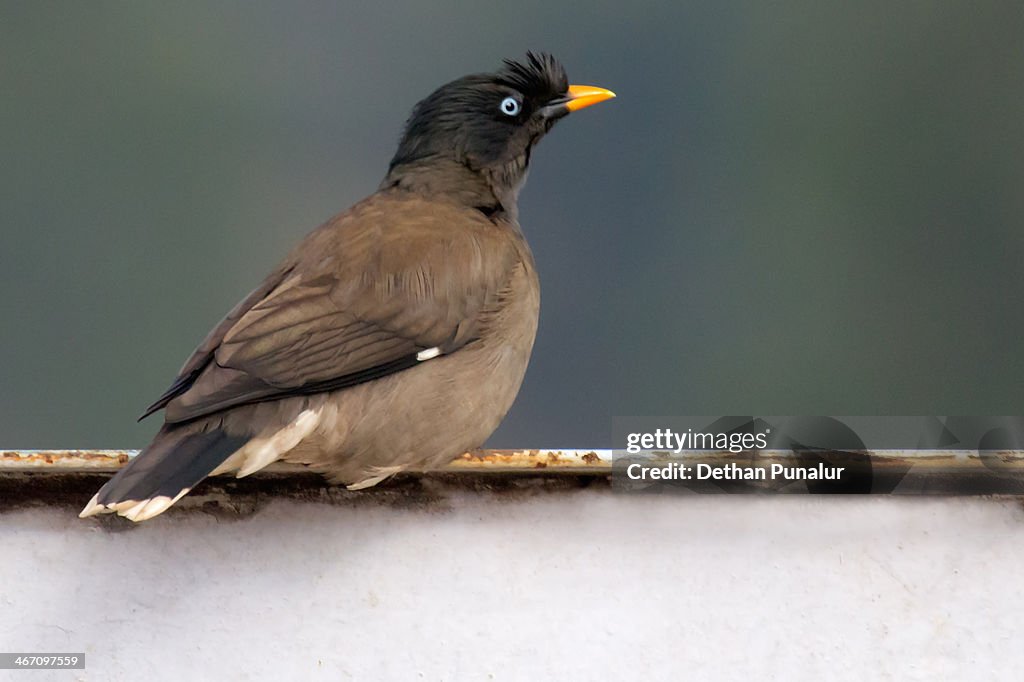 Jungle Myna (Acridotheres)