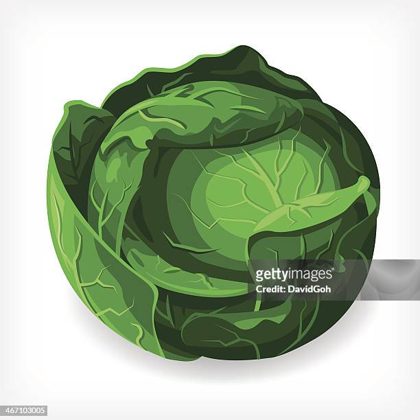 bildbanksillustrationer, clip art samt tecknat material och ikoner med vector lettuce - huvudsallat