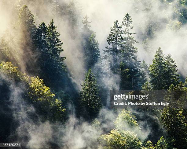smoky forest - black forest germany stock pictures, royalty-free photos & images