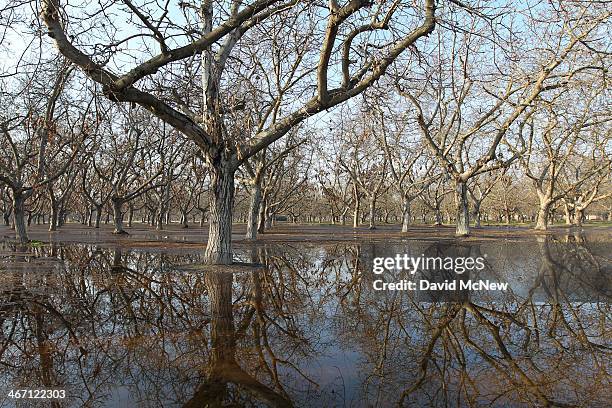 An avocado grove, one of the permanent crops of the area that some farmers are cutting back because of the expense of year-round water needs, is...