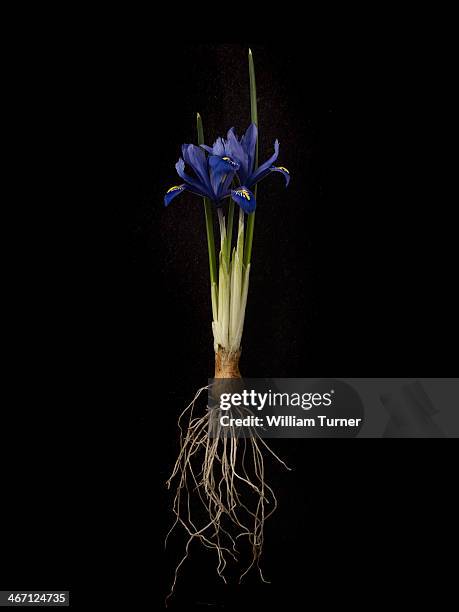 iris plant on black background, showing bulb. - iris plant stockfoto's en -beelden