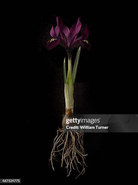 159 Iris Root Stock Photos, High-Res Pictures, and Images - Getty Images