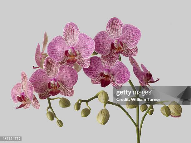 orchid plant on grey background. - orchid 個照片及圖片檔