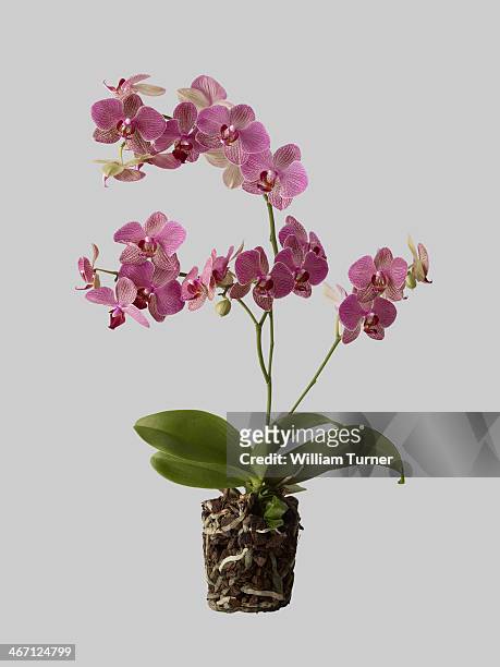 orchid plant on grey background, showing roots. - orchidee stock-fotos und bilder
