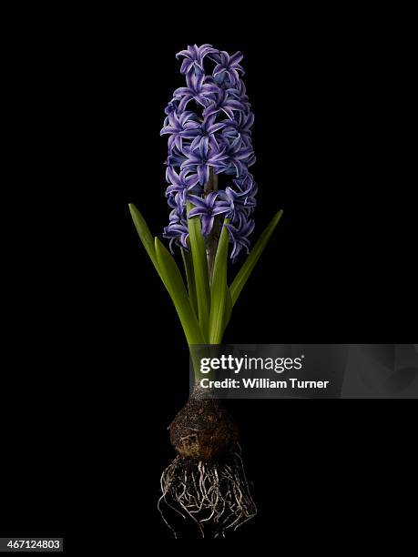 hyacinth plant on black background, showing bulb. - hyacinth stock pictures, royalty-free photos & images