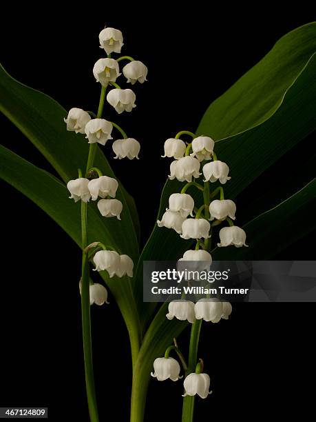 lily of the valley plant on black background. - maiglöckchen stock-fotos und bilder