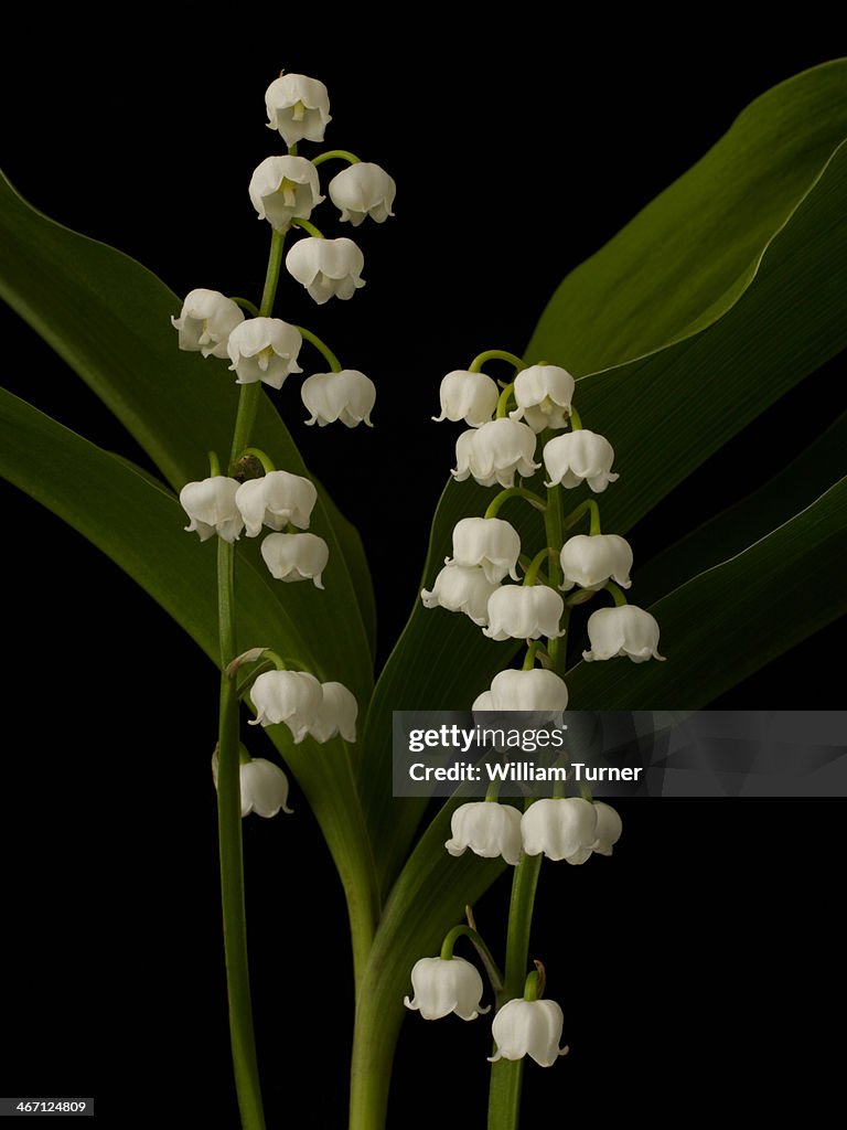 Lily of the Valley plant on black background.