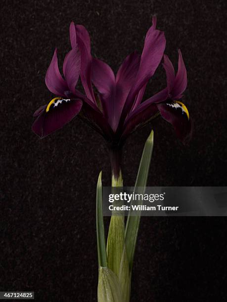 iris plant on black background. - the purple iris stock pictures, royalty-free photos & images