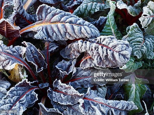 frost on chard leaves in winter - winter vegetables foto e immagini stock