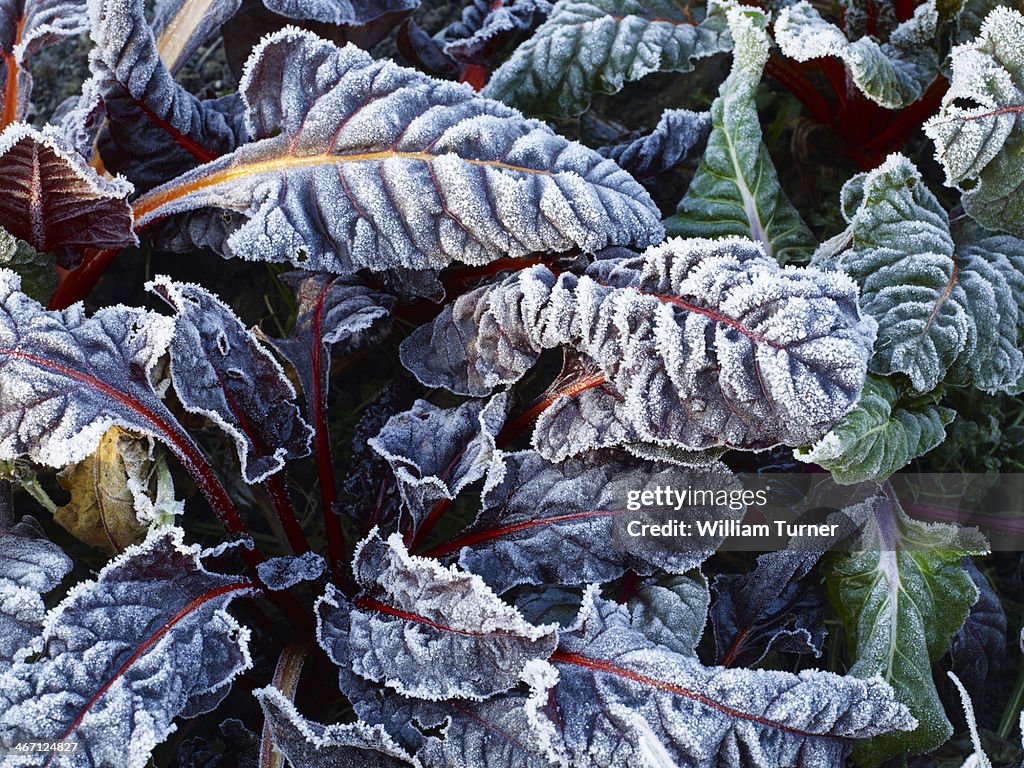 Frost on chard leaves in winter