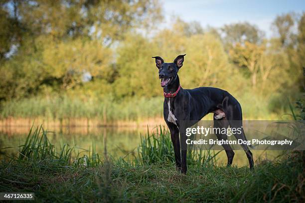 a lurcher standing by a river - abingdon stock pictures, royalty-free photos & images