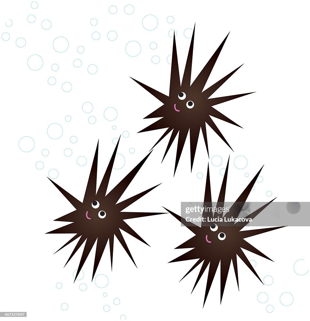 Sea urchins