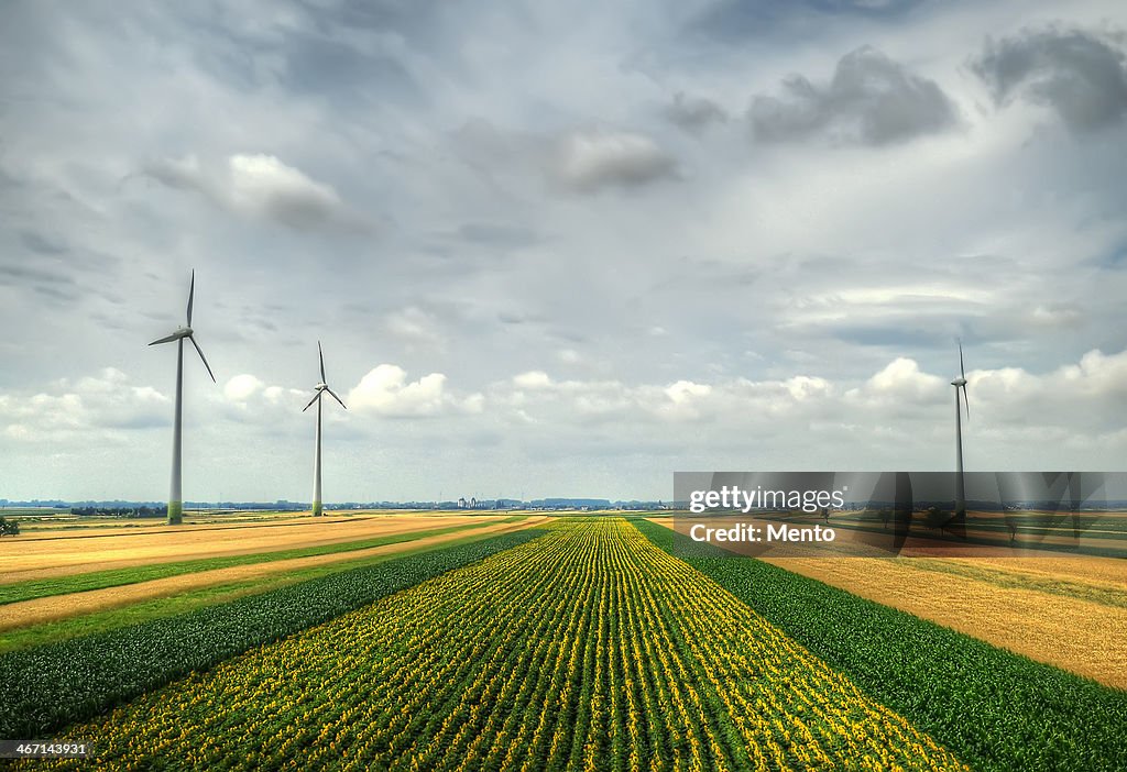 The streets of the wind