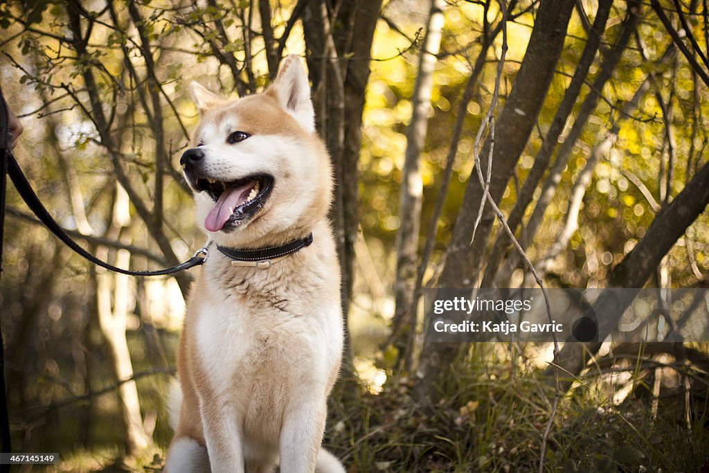 Akita inu dog on a walk in the forest