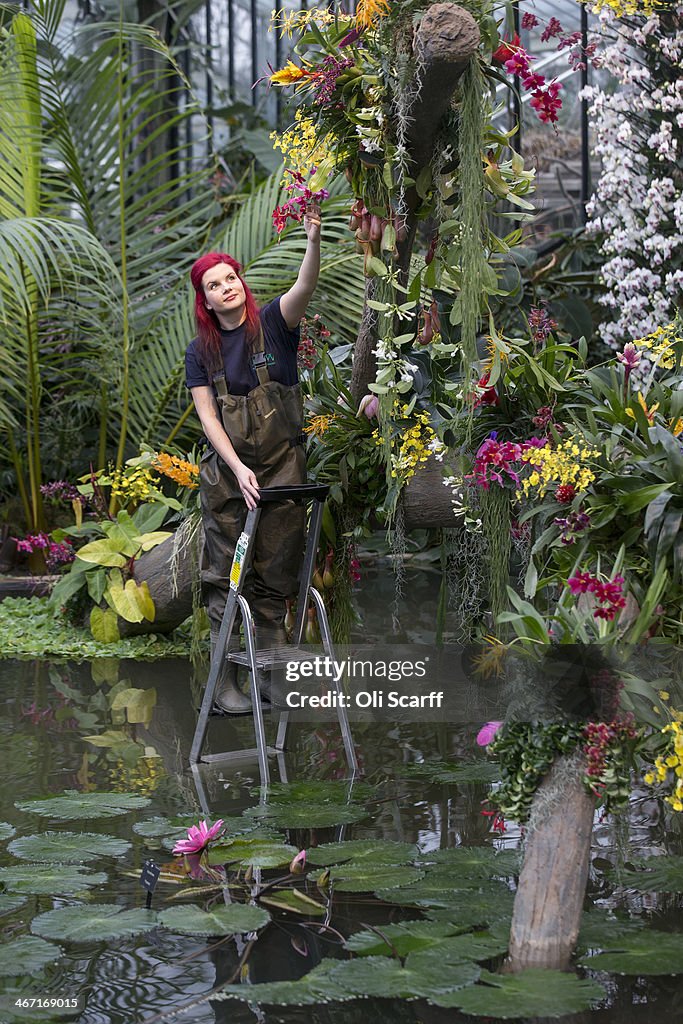 Orchid Festival At Kew Gardens