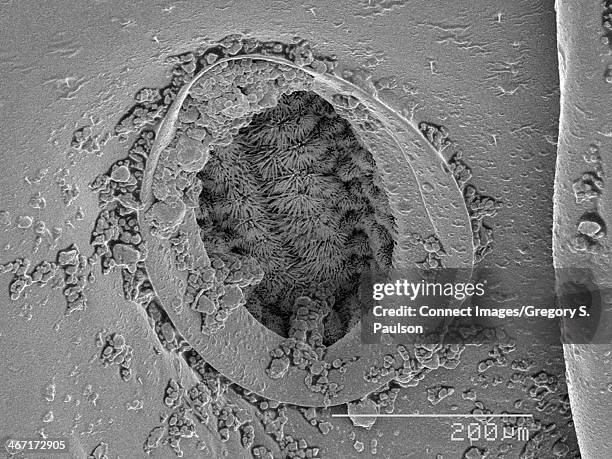 Sphereical Insect Spiracles Photos and Premium High Res Pictures - Getty Images