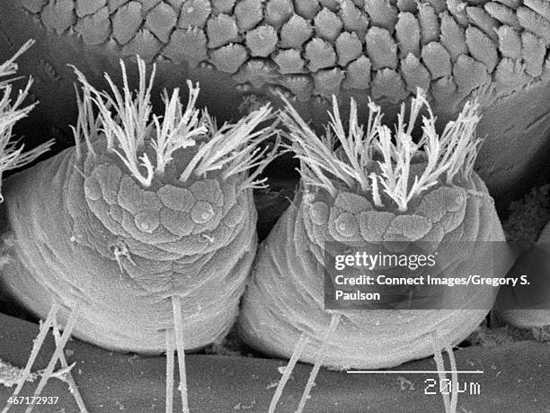 Setea Sem 97 Poil Microscope Stock Photos, High-Res Pictures, and Images - Getty ...