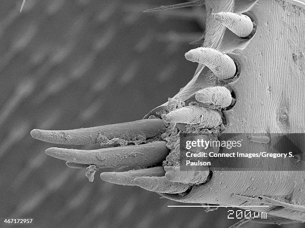 Setea Insect 47 Setae Stock Photos, High-Res Pictures, and Images - Getty Images