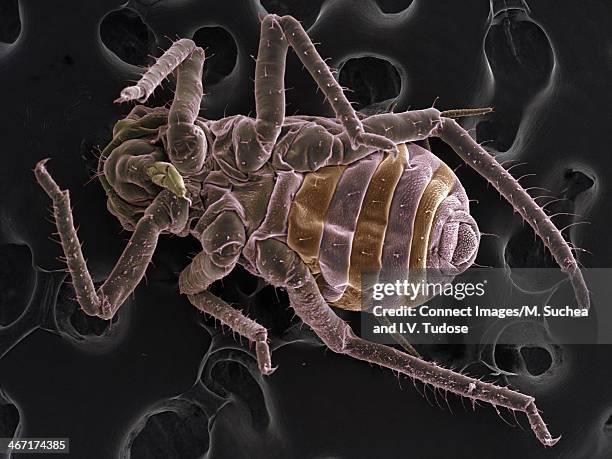 Insect Sem Photos and Premium High Res Pictures - Getty Images