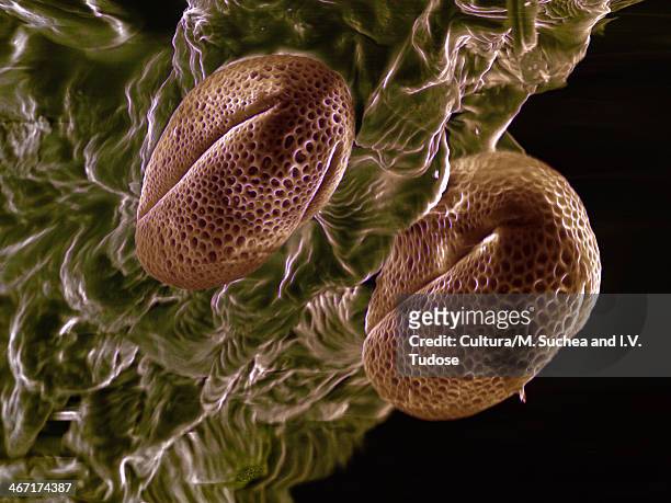 high vacuum sem of brassica rapa oleifera pollen grains - crucifers ストックフォトと画像