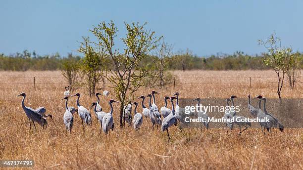 brolgas in the gulf country - grus rubicunda stock pictures, royalty-free photos & images