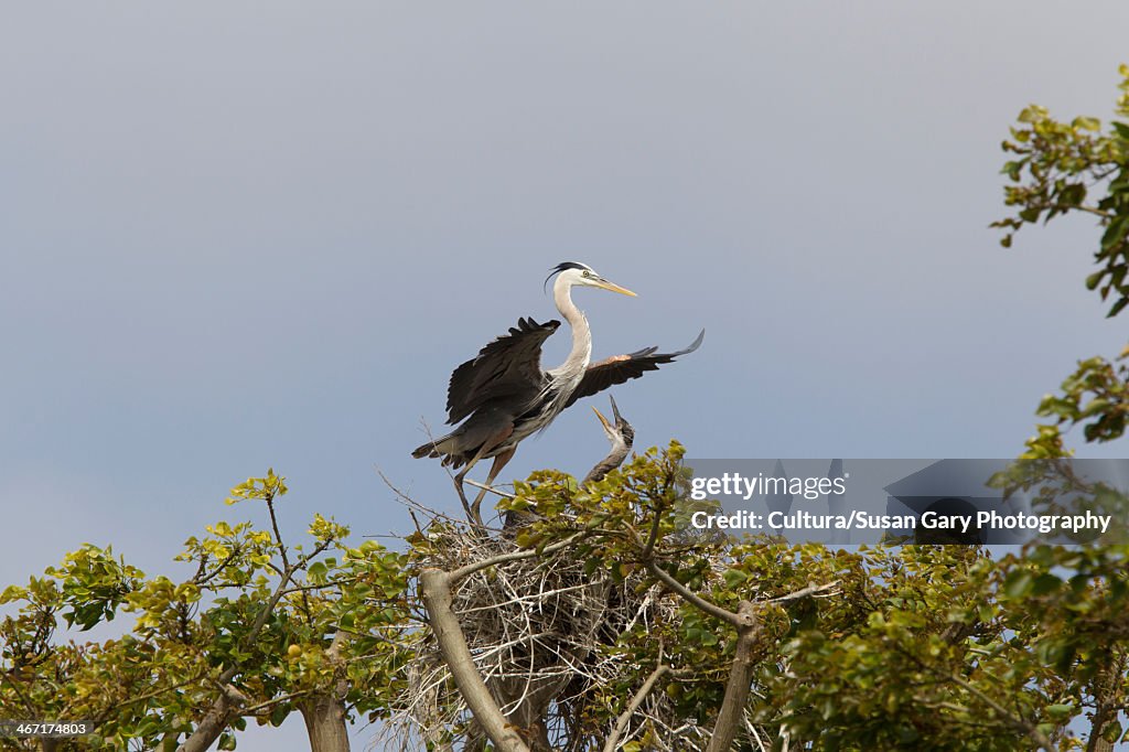 Male great blue heron in tree