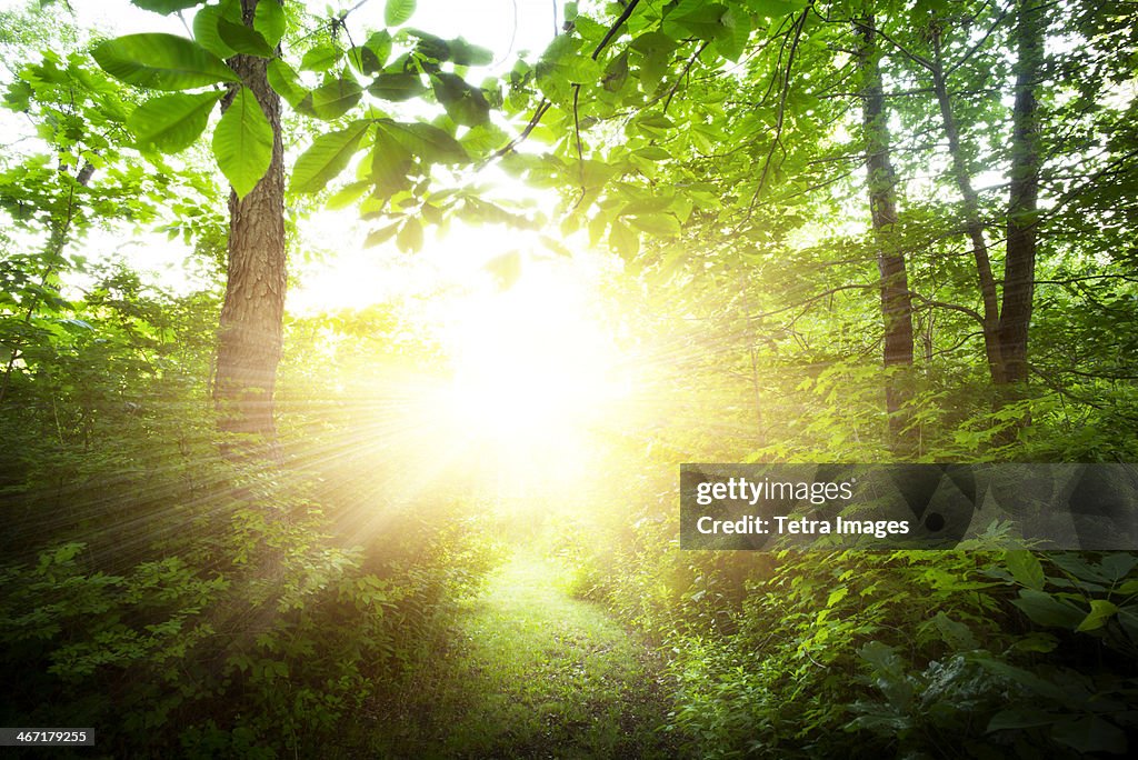 USA, New York City, Green forest at sunrise