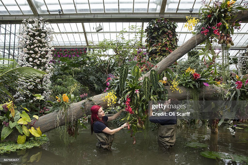 Orchid Festival At Kew Gardens
