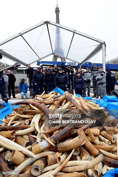 Policemen and photographers look at three tonnes of illegal ivory displayed on February 6, 2014 in front of the Eiffel tower in Paris. France fired...