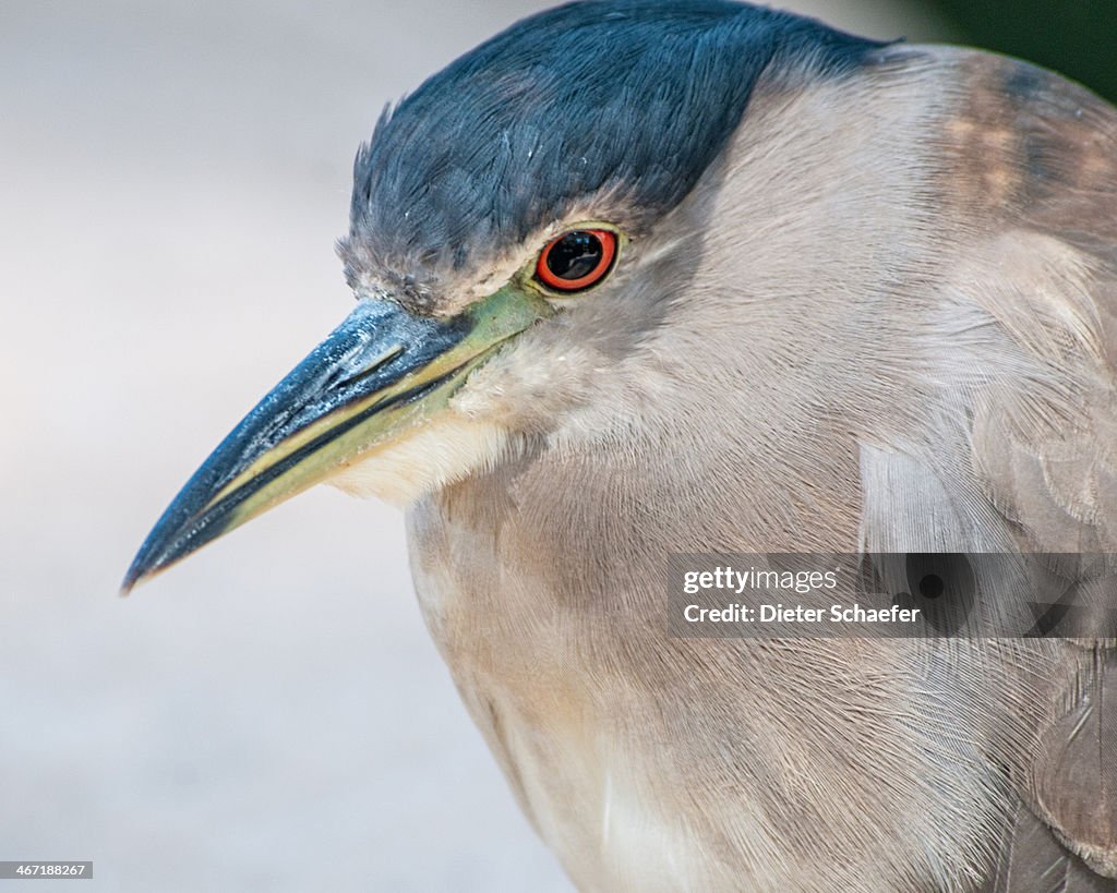 Black-crowned Night Heron