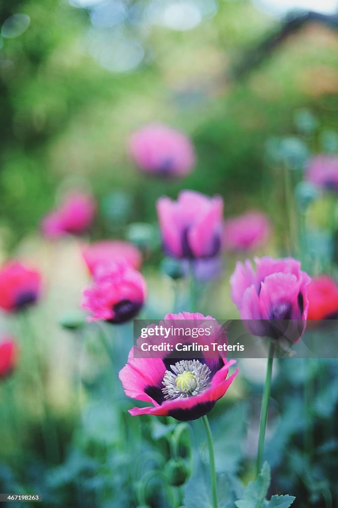 Pink poppies