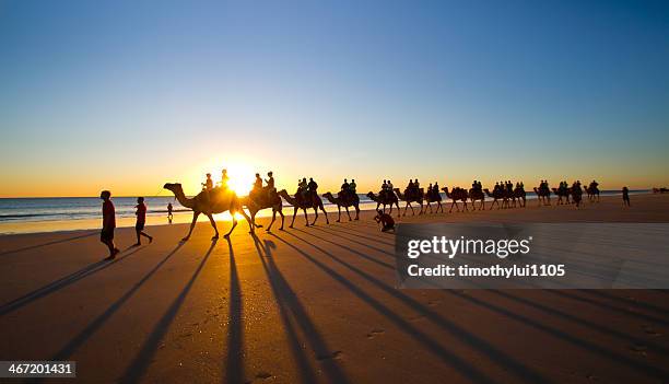 cable beach - the famous camel ride - cable beach stock-fotos und bilder