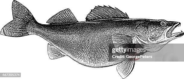 illustrations, cliparts, dessins animés et icônes de gravure de toledo walleye - prise de pêche