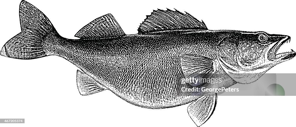 Walleye Engraving