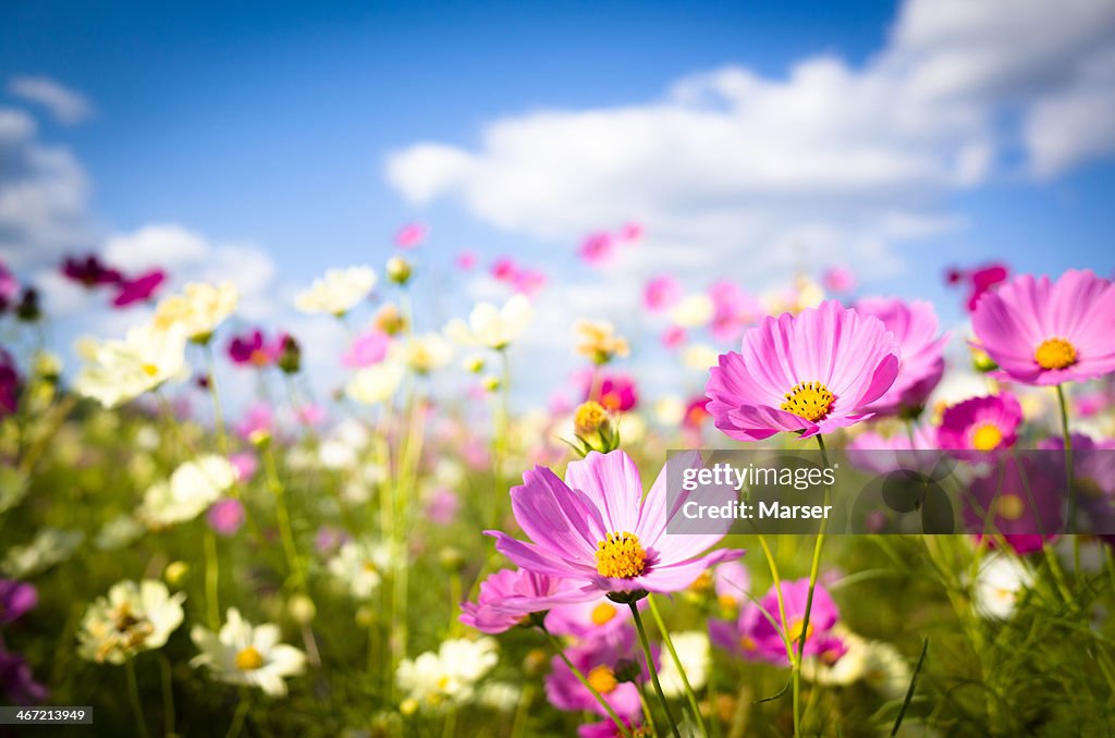 Cosmos flowers in full bloom