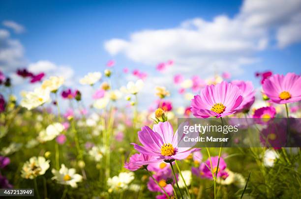 cosmos flowers in full bloom - bloemenveld stockfoto's en -beelden