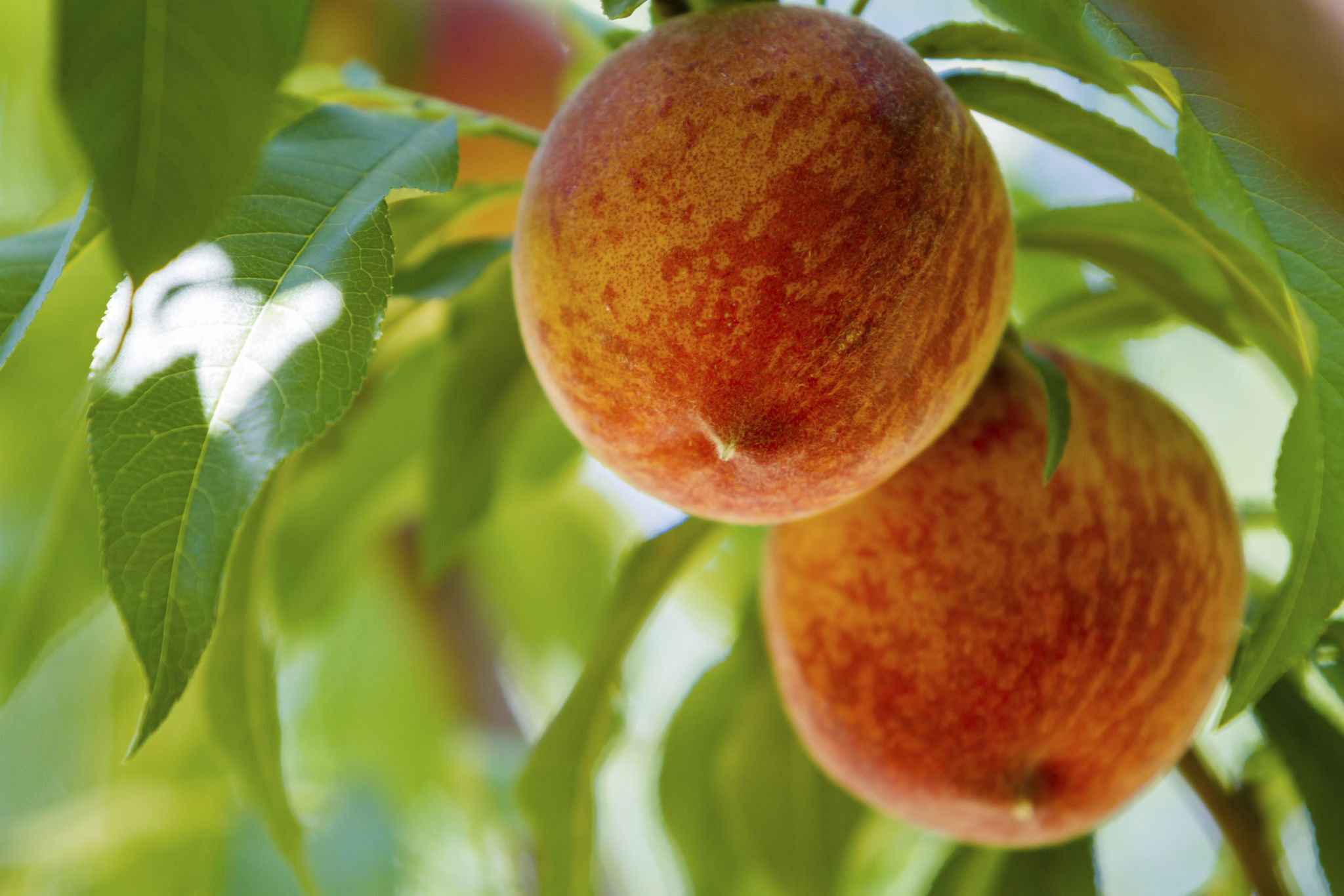georgia peaches