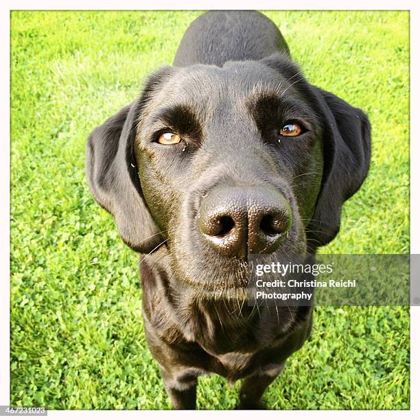 cats vs. dogs - black lab stock pictures, royalty-free photos & images