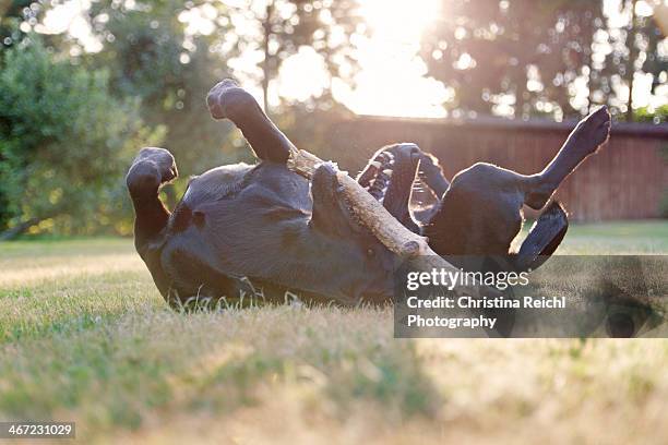 cats vs. dogs - zwarte-labrador-retriever stockfoto's en -beelden