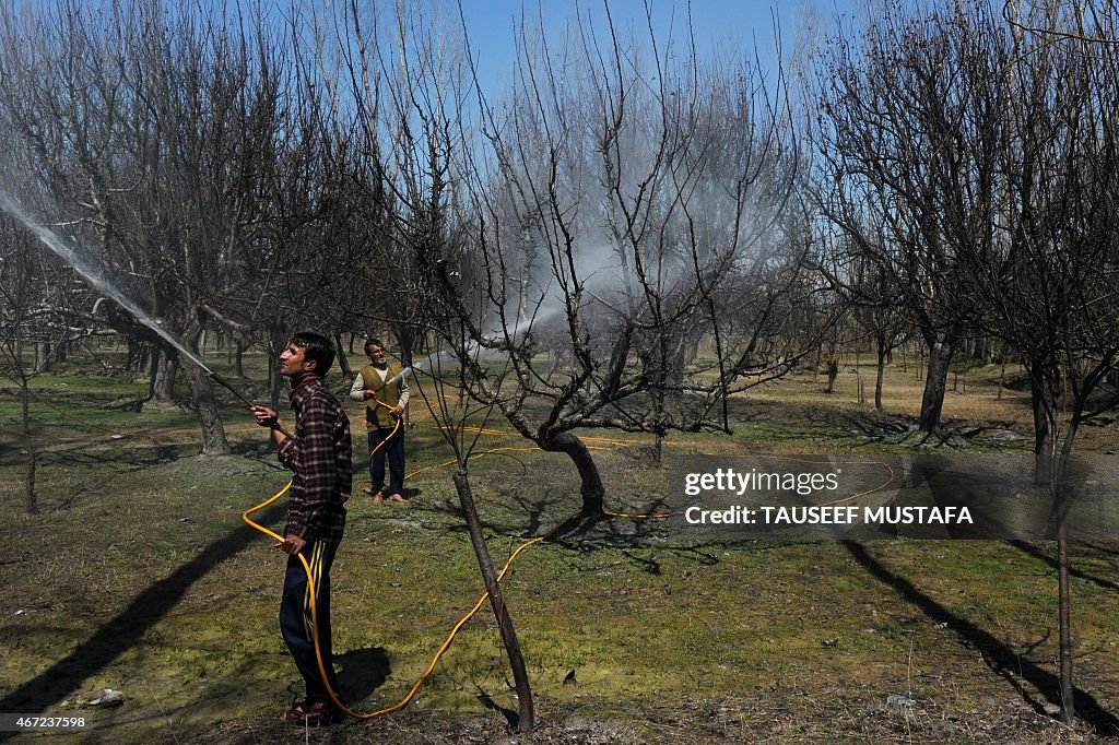 INDIA-KASHMIR-SOCIETY-AGRICULTURE