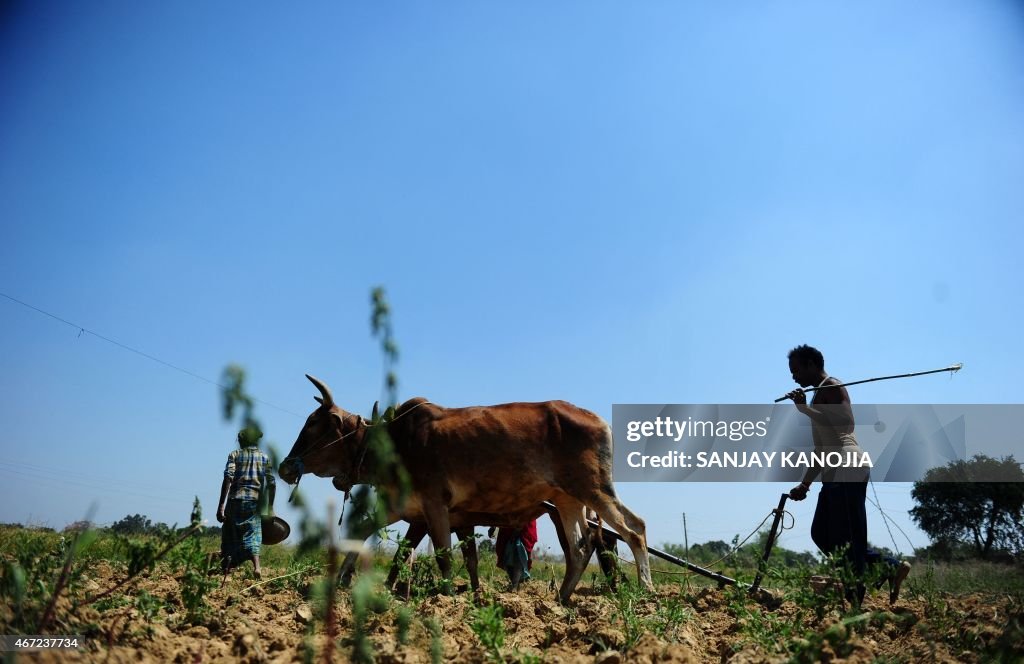 INDIA-AGRICULTURE-SOCIETY