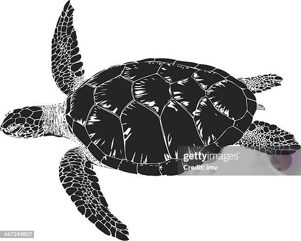 ilustrações, clipart, desenhos animados e ícones de tartaruga marinha verde nadando b & w - tartaruga marinha