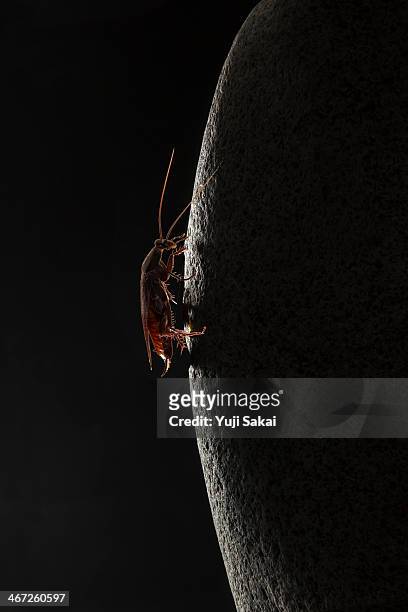a cockroach  on the rock - cockroach - fotografias e filmes do acervo