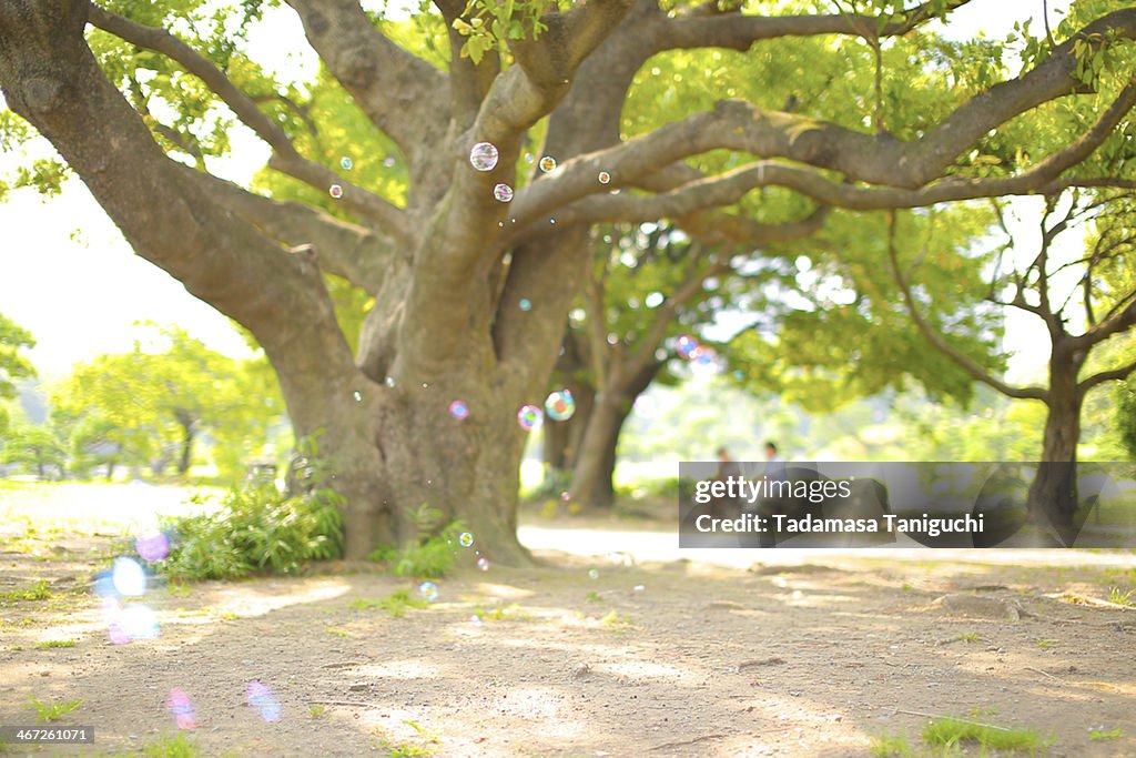 Big tree with soap bubble