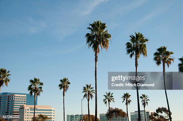 palm tree skies over irvine - サンタアナ ストックフォトと画像